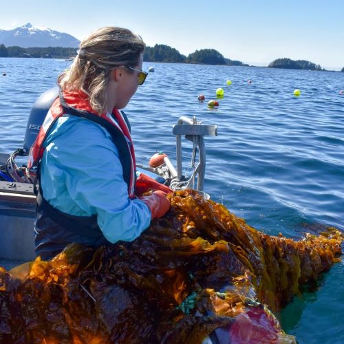Harvesting Kelp